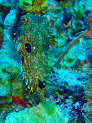 Chilomycterus antillarum