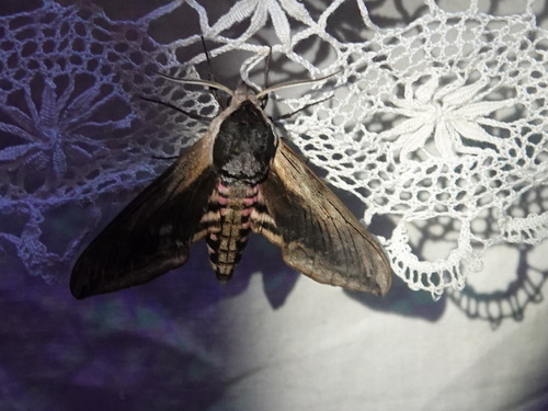 Privet Hawkmoth