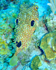 Chilomycterus antillarum