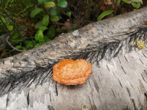 Northern Cinnabar Polypore