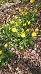 Doronicum