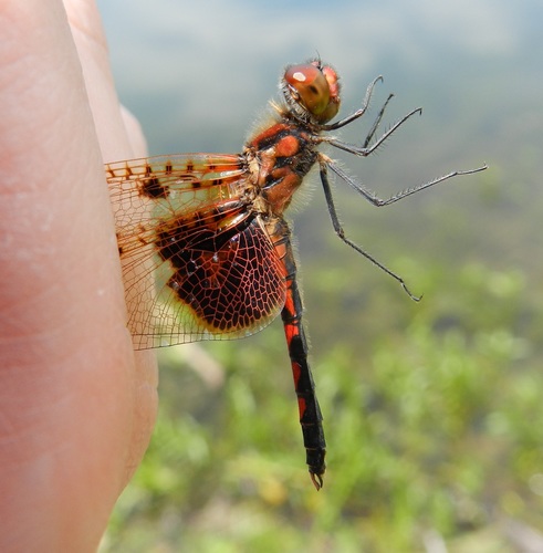 Calico Pennant