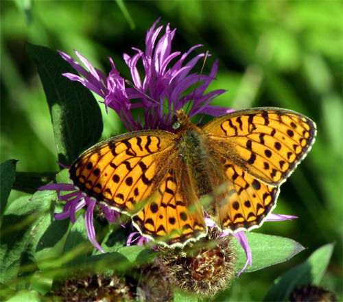 Niobe fritillary (Crater Lake National Park Pollinator Guide