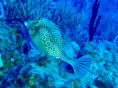 Acanthostracion polygonium