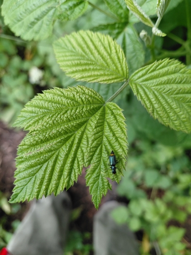 Gelbstirniger Warzenkäfer