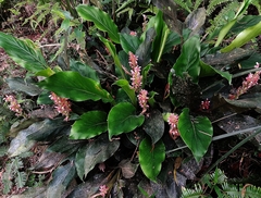 Alpinia japonica
