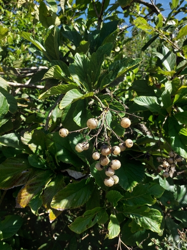 Cordia superba, photograph 1