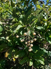 Cordia superba