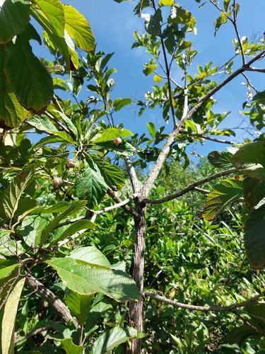 Cordia superba, photograph 2