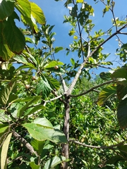Cordia superba, photograph (c) Daniel Duarte, some rights reserved (CC BY)