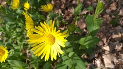 Doronicum