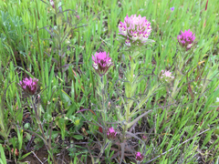 Castilleja densiflora