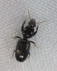 Dyschirius