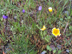 Layia chrysanthemoides