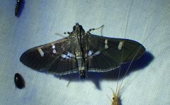 Desmia deploralis
