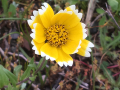 Layia chrysanthemoides