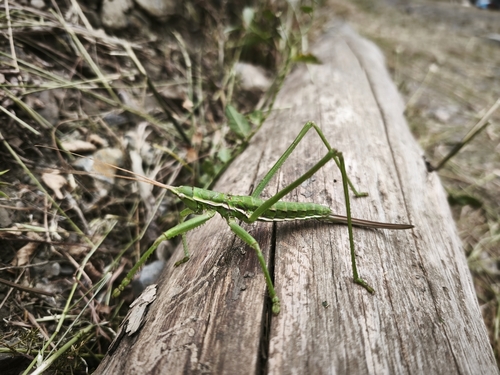 Predatory Bush-cricket