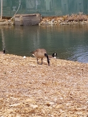 Branta canadensis