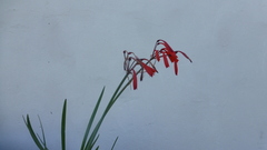 Cyrtanthus brachyscyphus