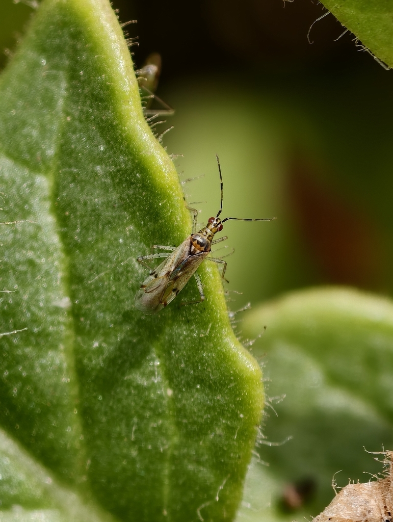 Dicyphus bolivari