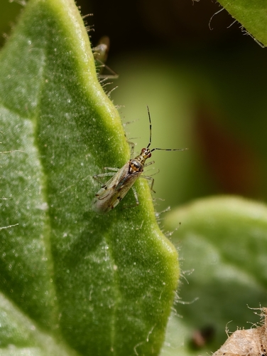 Dicyphus bolivari