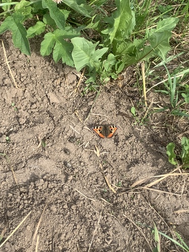 Small Tortoiseshell