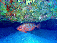 Heteropriacanthus cruentatus