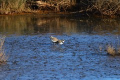 Charadrius dubius curonicus