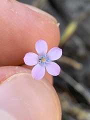 Gilia scopulorum