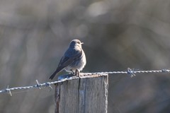 Phoenicurus ochruros gibraltariensis