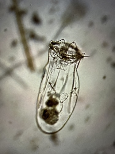 Asplanchna
