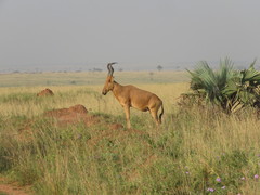 Alcelaphus buselaphus lelwel