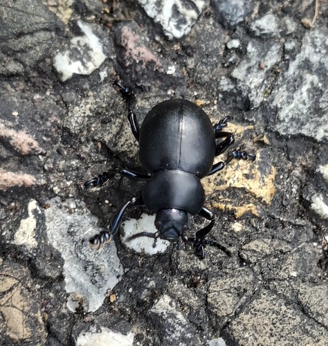 Bloody-nosed Beetle