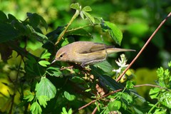 Phylloscopus collybita collybita