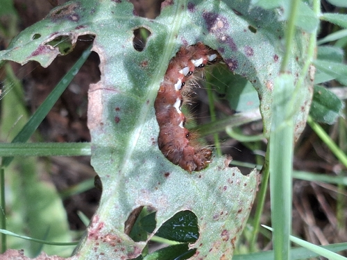 Knot Grass Moth
