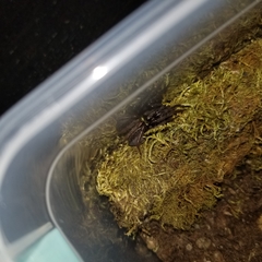 Segestria florentina