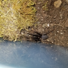 Segestria florentina