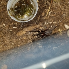 Segestria florentina