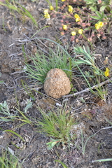 Morchella steppicola