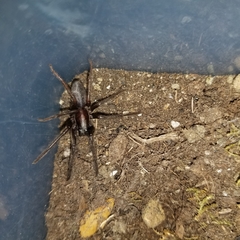 Segestria florentina