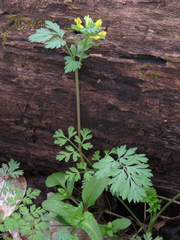 Corydalis flavula