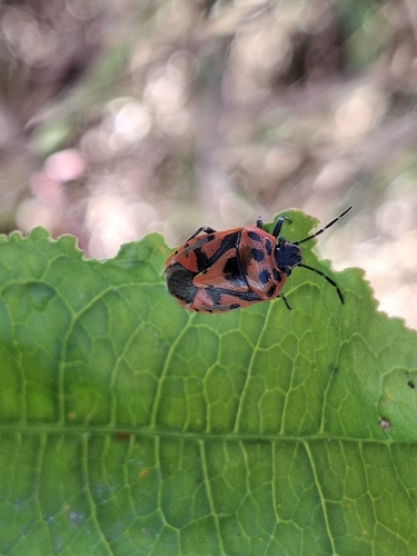red cabbage bug