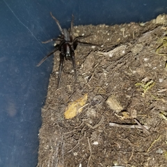 Segestria florentina