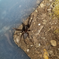 Segestria florentina