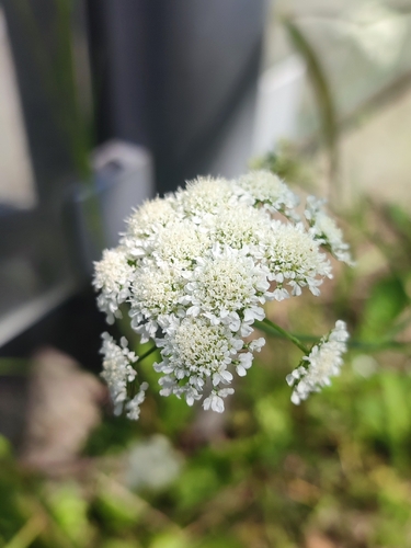 Oenanthe pimpinelloides, photograph 5