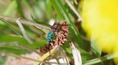 Chrysis terminata
