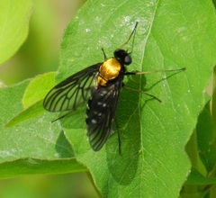 Chrysopilus thoracicus