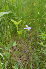 Viola canina