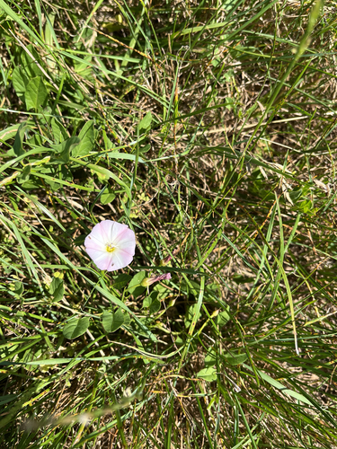 field bindweed