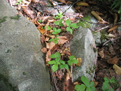 Fragaria vesca americana